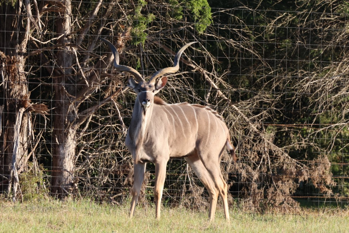 Photo 1 of 1 Kudu male