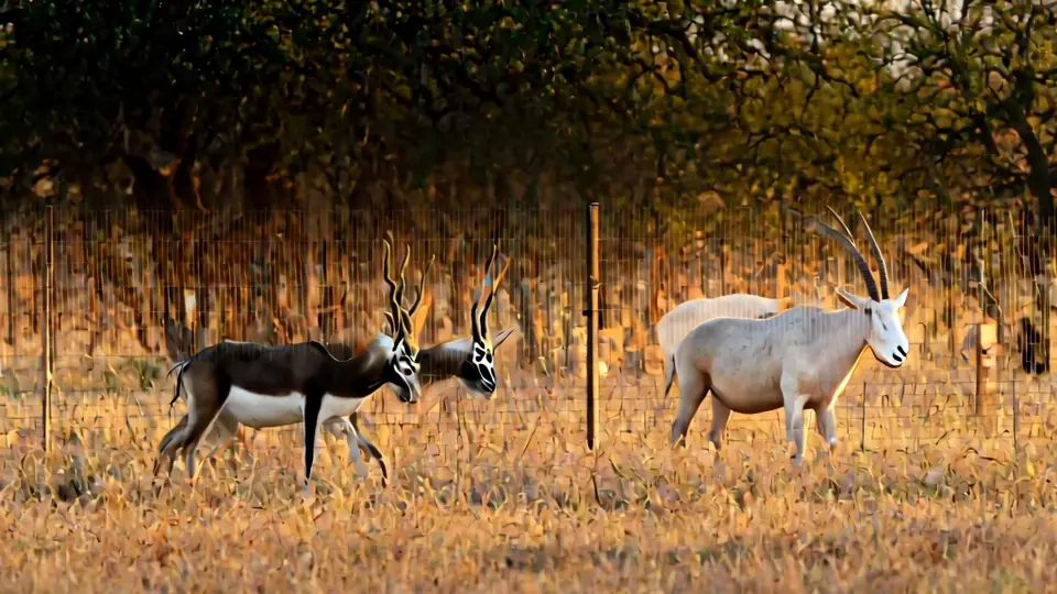 Blackbuck and scimitar-horned oryx inside a game fence